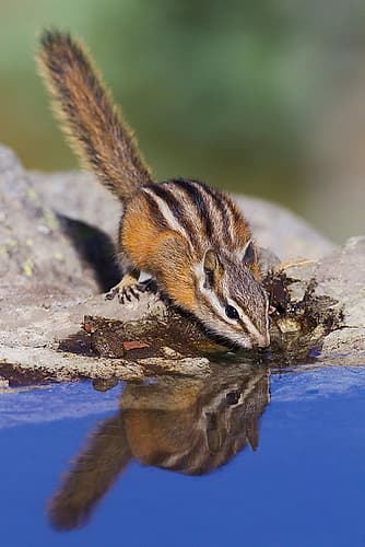 Townsends Chipmunk-summer time drink Nature Print